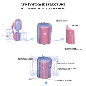 ATP synthase structure and Proton path Stock Illustration