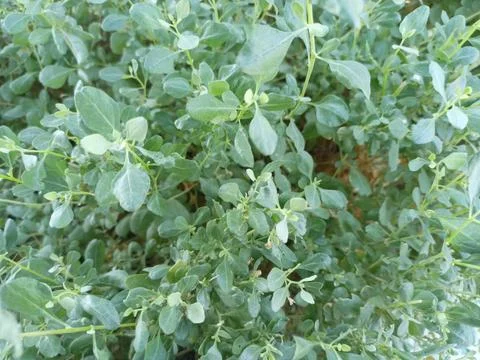Atriplex halimus leaf. Stock Photos