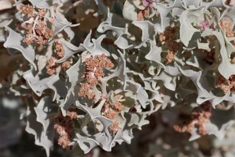 ATRIPLEX HYMENELYTRA STAMINATE BLOOM Stock Photos