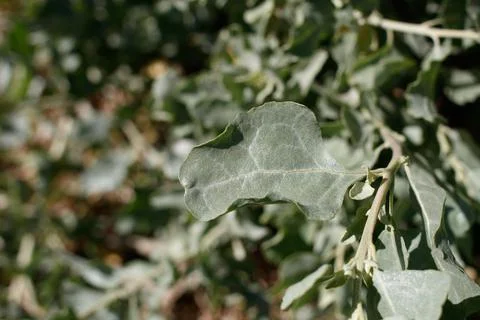 ATRIPLEX LENTIFORMIS LEAF Stock Photos