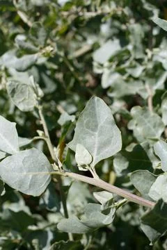 ATRIPLEX LENTIFORMIS LEAF Stock Photos