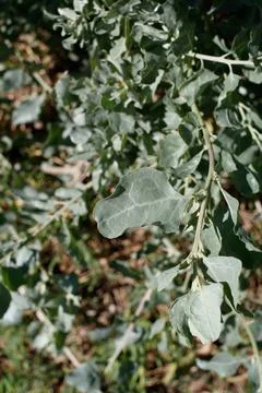 ATRIPLEX LENTIFORMIS LEAF Foto stock