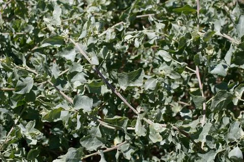 ATRIPLEX LENTIFORMIS LEAF Stock Photos