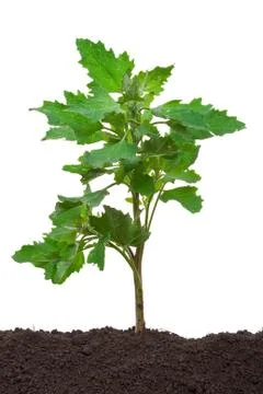 Atriplex plant Stock Photos