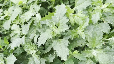 Atriplex Sagittata (Atriplex nitens, Atriplex lucida, Atriplex viridis) Stock Footage 312198825