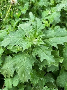 Atriplex Sagittata (Atriplex nitens, Atriplex lucida, Atriplex viridis) Plant Fotos de archivo