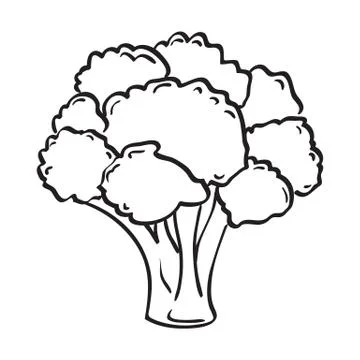 Atristic hand drawn vector illustration of broccoli Illustrazione stock