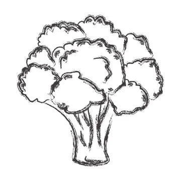 Atristic hand drawn vector illustration of broccoli Stock Illustration