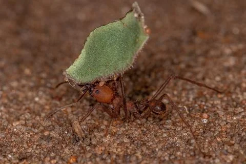 Atta Leaf-cutter Ant Stock Photos