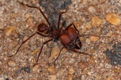 Atta Leaf-cutter Ant Stock Photos