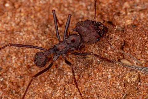 Atta Leaf-cutter Ant Foto stock