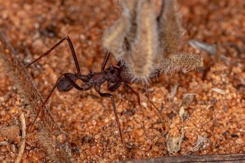 Atta Leaf-cutter Ant Foto stock