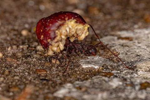 Atta Leaf-cutter Ant Foto stock