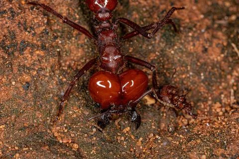 Atta Leaf-cutter Ant Stock Photos