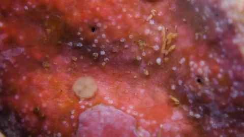 Attachement & metamorphosis of a Acropora millepora coral larvae Stock Footage