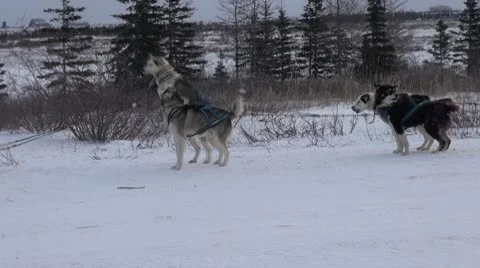 Attaching huskies 2 Stock Footage 10564155
