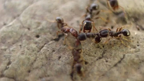 Attack of ants Stock Footage 145587633