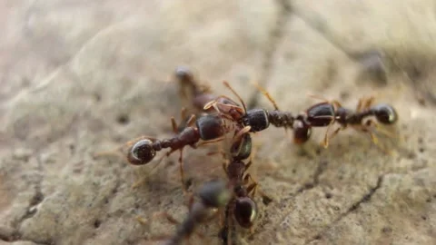 Attack of ants Stock Footage 145588773
