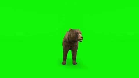 Attack Brown Bear - High quality, Chroma Key and Loopable Video stock 148140107
