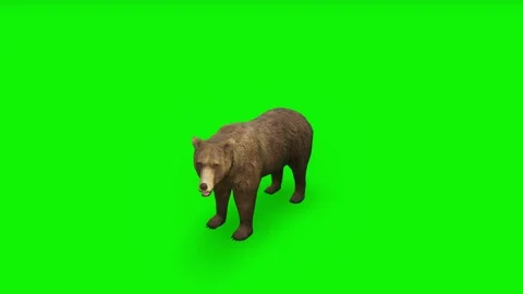 Attack Brown Bear - High quality, Chroma Key and Loopable Video stock 148140155