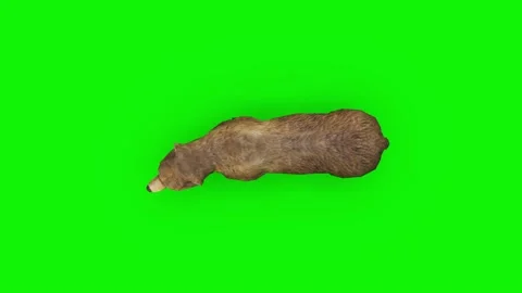 Attack Brown Bear - High quality, Chroma Key and Loopable Video stock 148140196