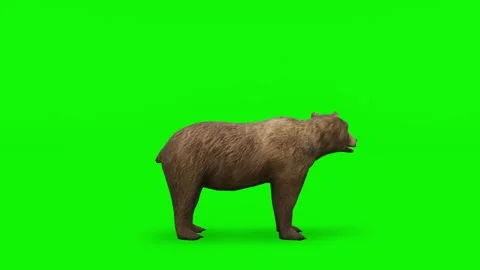 Attack Brown Bear - High quality, Chroma Key and Loopable Video stock 148140235