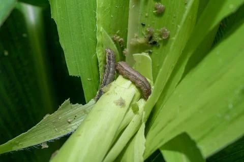 Attack of The fall armyworms on maize or corn crop. 스톡 사진