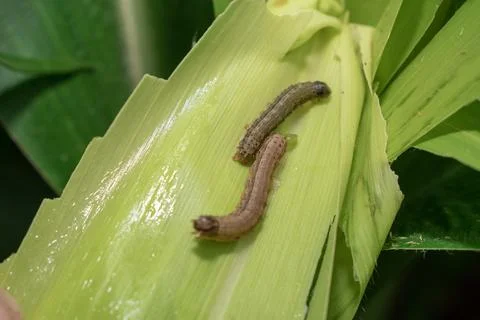 Attack of The fall armyworms on maize or corn crop. Stock-Fotos