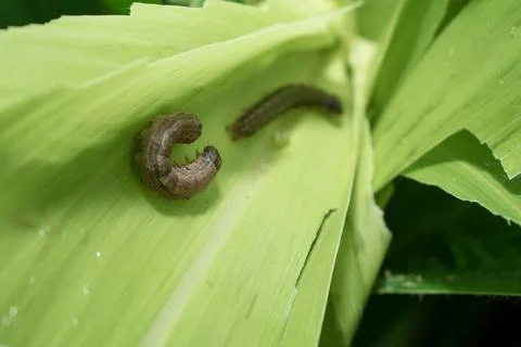 Attack of The fall armyworms on maize or corn crop. Foto stock