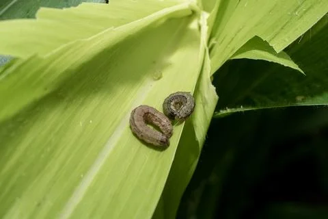 Attack of The fall armyworms on maize or corn crop. Stock Photos