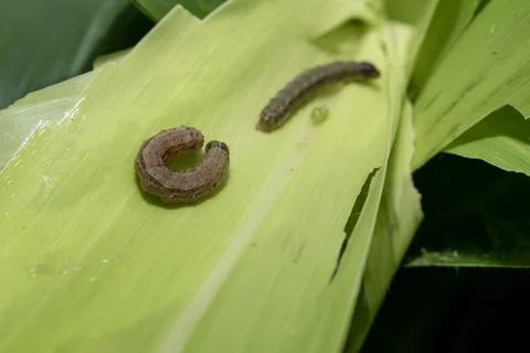 Attack of The fall armyworms on maize or corn crop. Foto stock