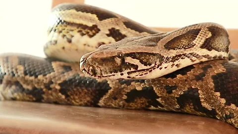 Before the attack Stock Footage 139522378