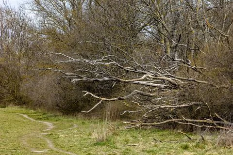 Attack of the forest branches try to fight back and defend nature Stock Photos