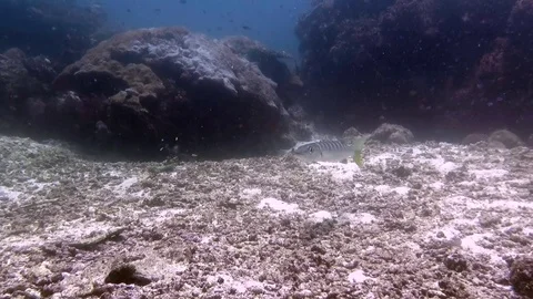 Attack of a Great barracuda  (Sphyraena barracuda) near sea bottom of Bali Video stock 84580893
