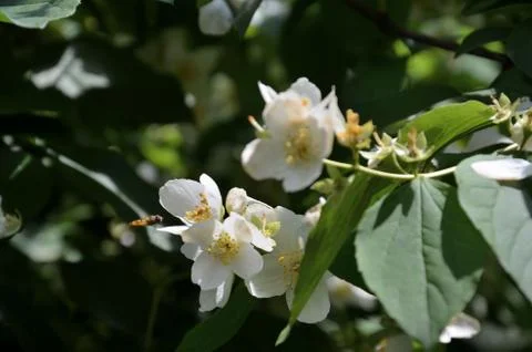 Attack into jasmine flowers Stock Photos