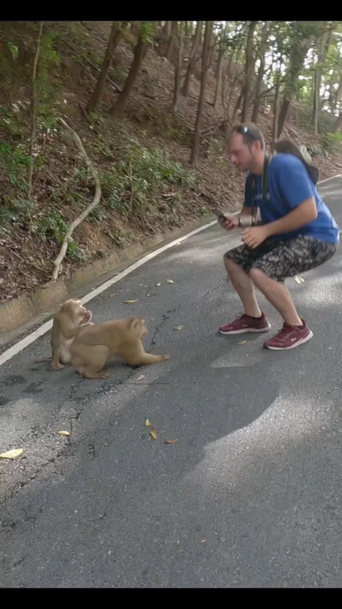 Attack of monkey Video stock 281624385