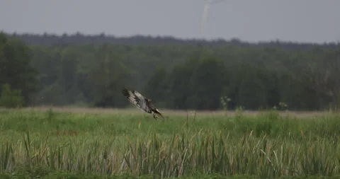 Attack of a predatory bird in the reeds, 4K slow motion Video stock 310007041