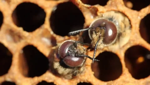 The attack Varroa mites on young drones Stock Footage 56565998