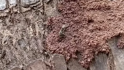 Attacked By Soldier Termite On Tree Bark Stock Footage 340201978