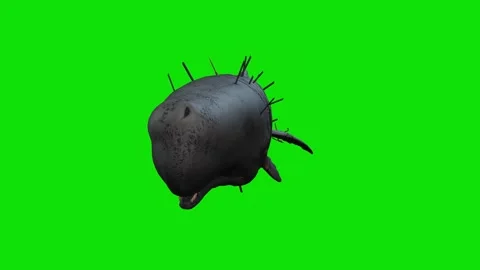 Attacked Whale Swimming From Front 3D Rendering Animation on Green Screen Stock Footage 307995150