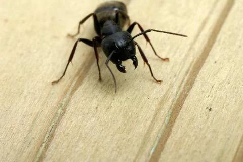 Attacking carpenter ant Stock Photos