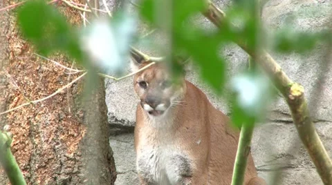 Attacking Panther Stock Footage 10588122