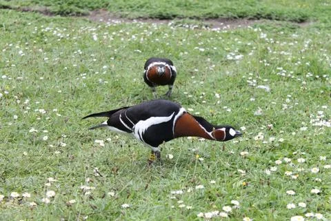 Attacking Stance Foto stock