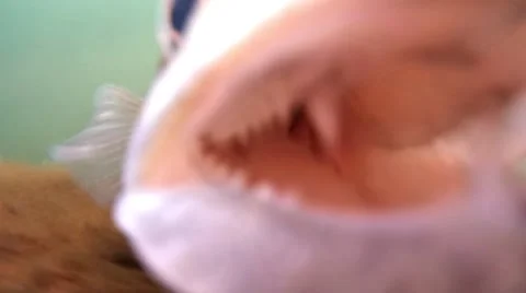 Attacking zander Stock Footage 52196280