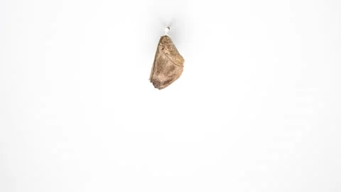 Attacus Atlas moth emerging from cocoon Stock Footage 234197774