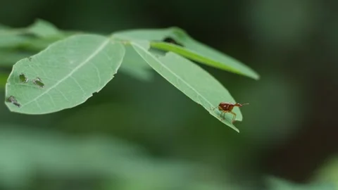 Attelabidae Leaf-rolling Weevils. Stock Footage 310652998