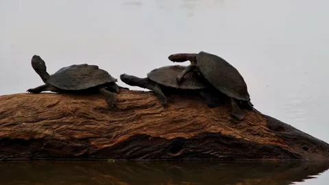 An attemped mating ritual by a terrapin ends in failure. Stock Footage 319639593