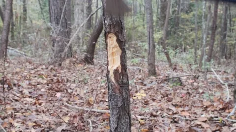 Attempting to chop down small tree with an extremely dull ax. Видео 143068895