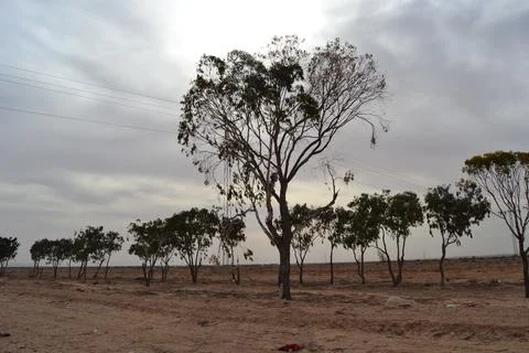 Attempts to revive a desert with trees Stock Photos