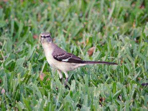 At Attention Stock Photos